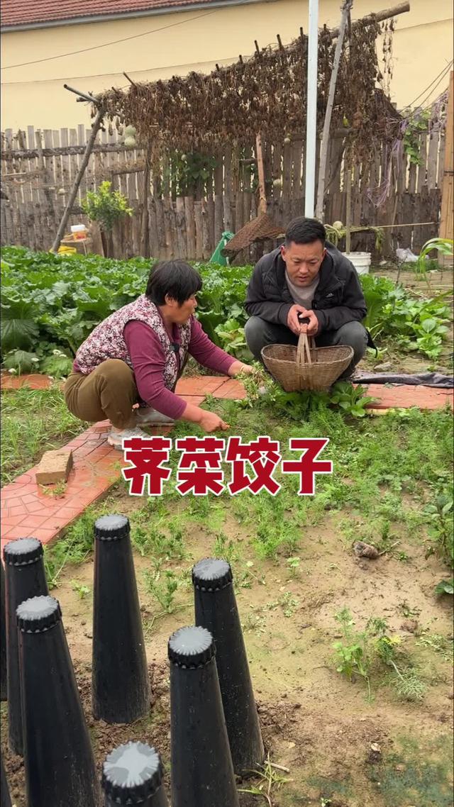 这个秋天滴荠菜比春天滴好吃来,下雨天包个荠菜饺子真带劲啊记录