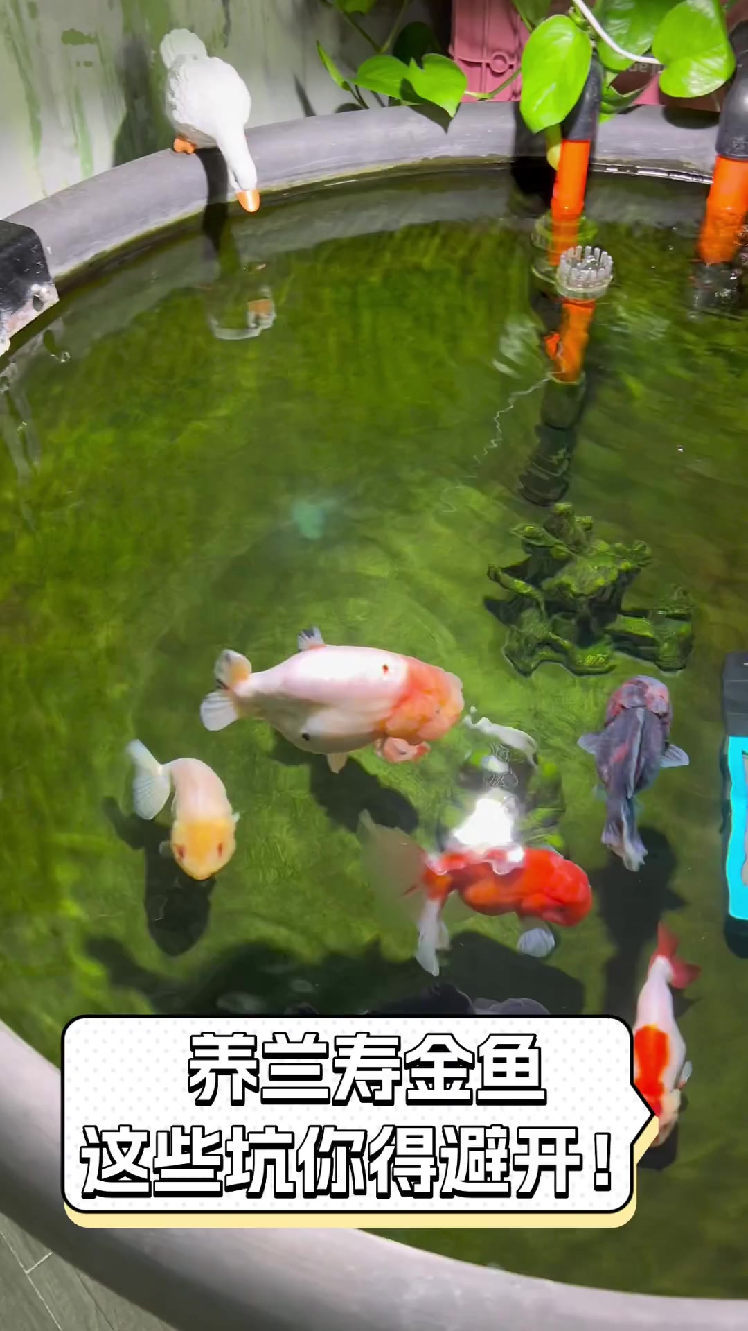养兰寿金鱼,这些坑你得避开!