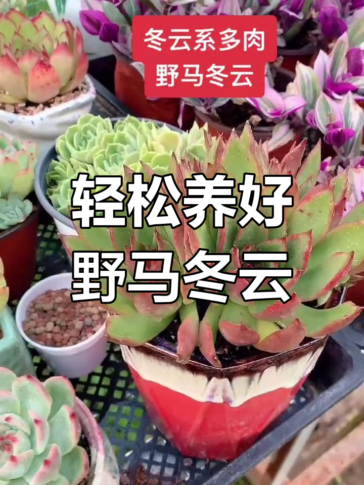 野马冬云多肉养护技巧
