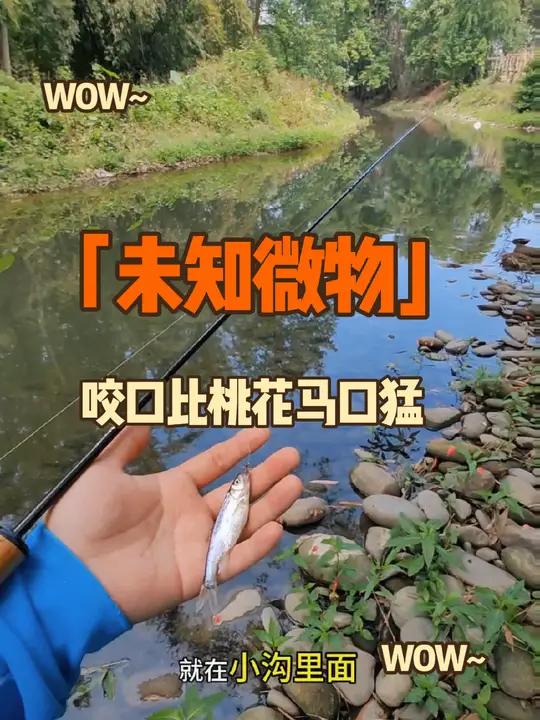 微物路亚探钓,找寻桃花马口鱼,却遇到未知品种,吓得我不敢装鱼桶,粘液重,咬口也很猛,就是小