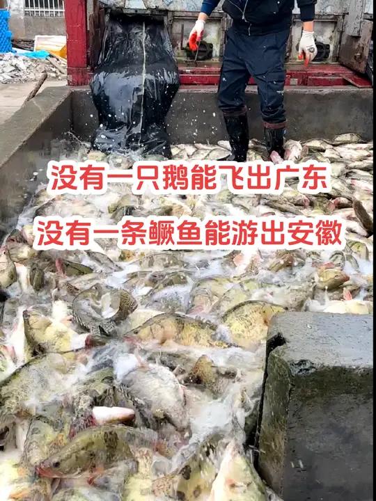 没有一只鹅能飞出广东,没有一条鳜鱼能游出安徽,全部腌臭鳜鱼