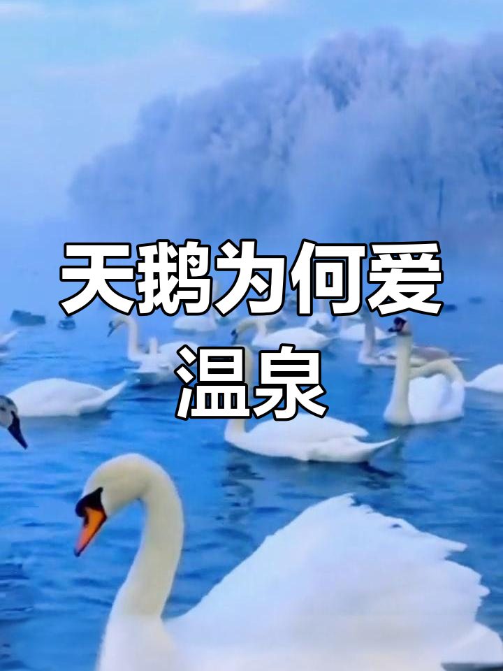 新疆天鹅湖的秘密:为何选择这里过冬?