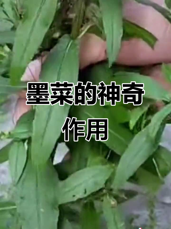 墨菜:农村常见饲料,晒干后竟能当药材