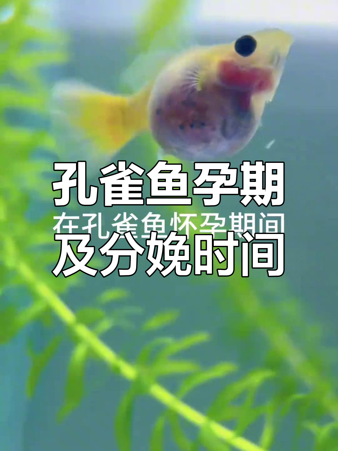 孔雀鱼怀孕多久能生小鱼?揭秘繁殖周期与护理技巧