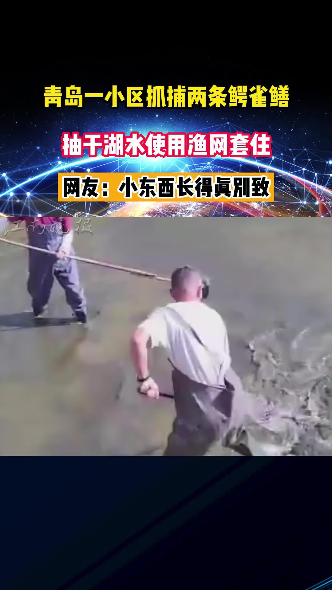 「青岛一小区抓捕两条鳄雀鳝:抽干湖水使用渔网套住」8月27日,青岛开发区海韵嘉园物业工作人