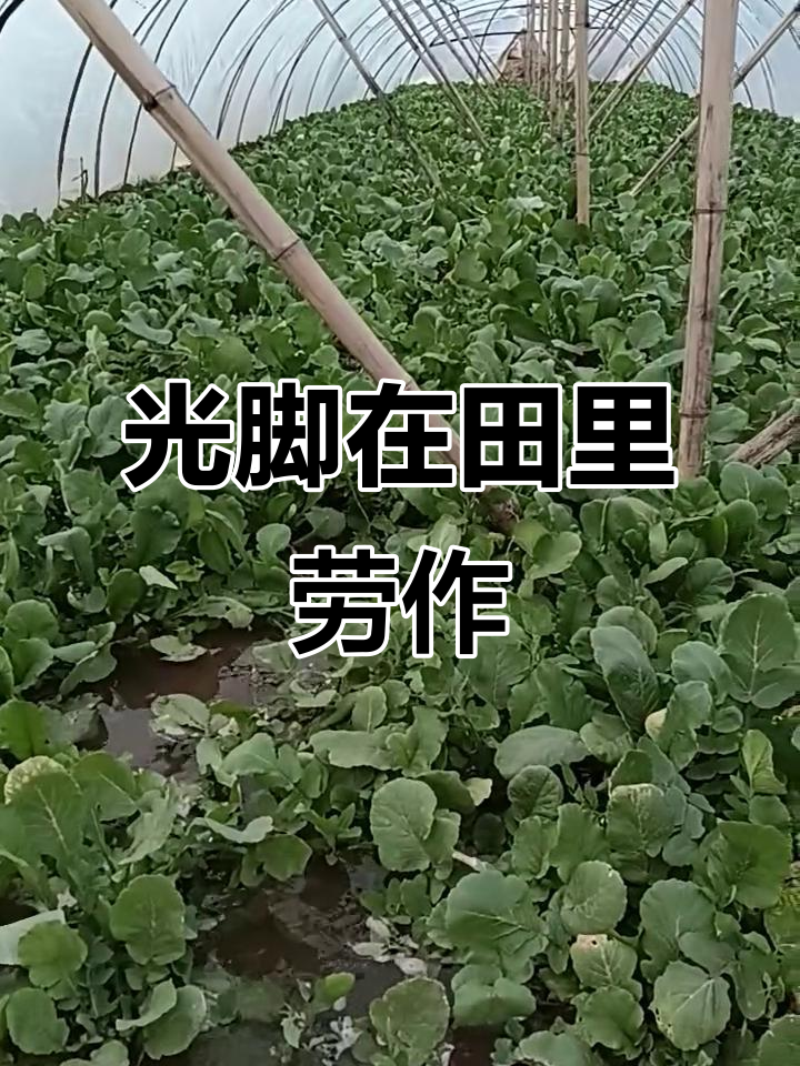 庄稼地里的光脚丫与美丽劳动，牛肉干和饺子变形的故事