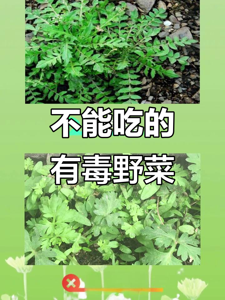这些看似无害的野菜,却藏着致命风险