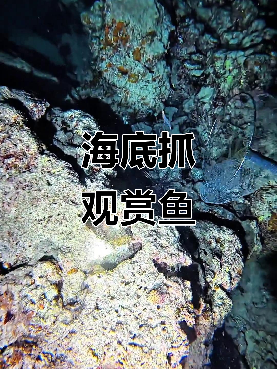 下海抓鱼大作战,八爪鱼、天狗吊齐登场!