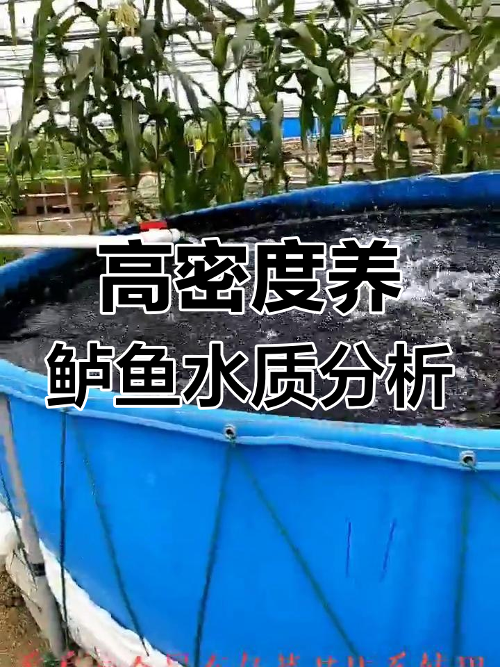 鱼菜共生系统水质检测,鲈鱼高密度养殖环境揭秘