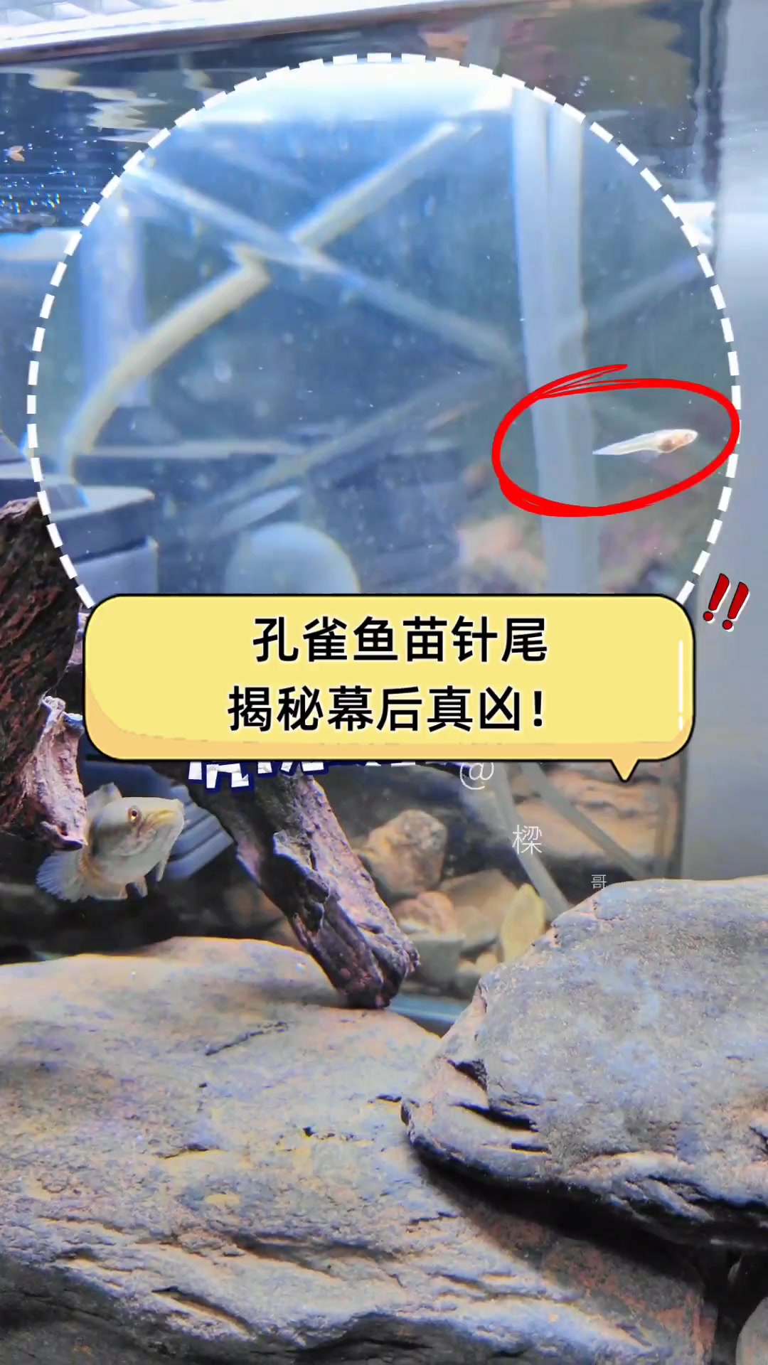 孔雀鱼苗针尾,揭秘幕后真凶!