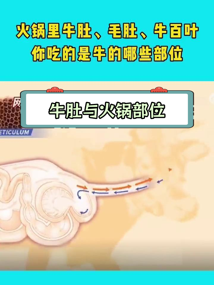 牛肚的四个功能,火锅中的毛肚、百叶分别来自哪里