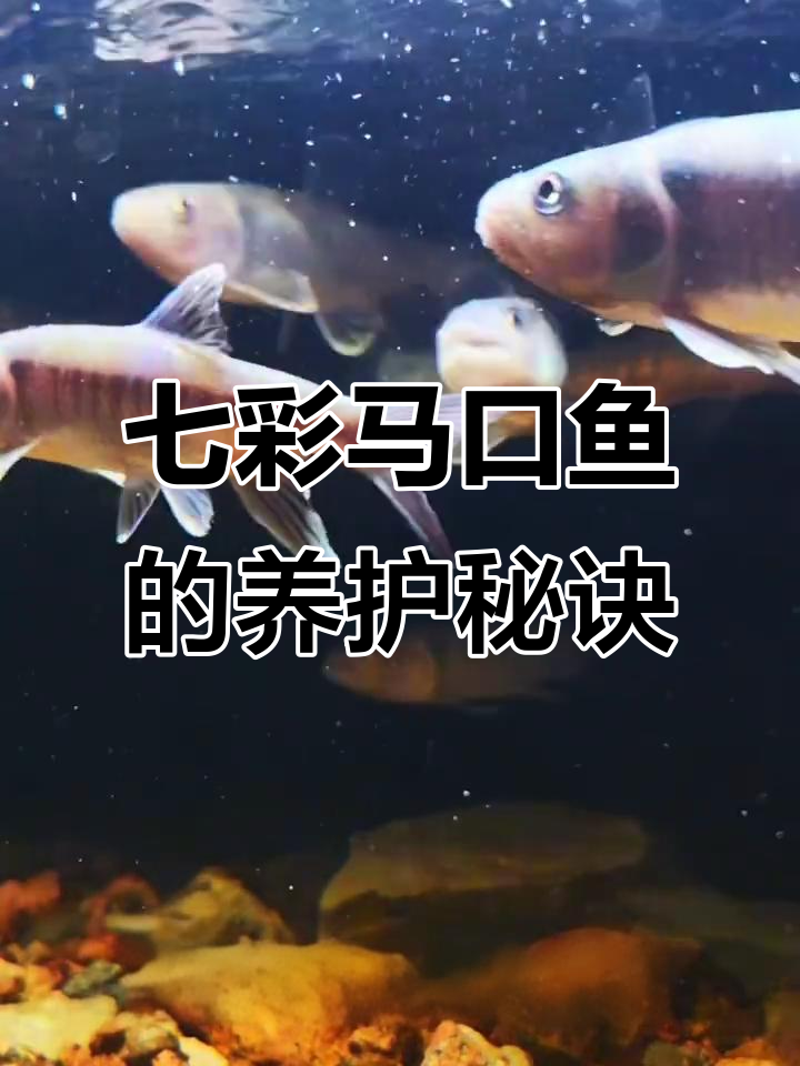 马口鱼养殖技巧:从水流量到定期消毒全攻略