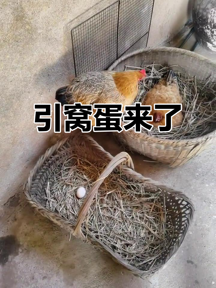 母鸡争窝大战,引窝蛋成功引发!
