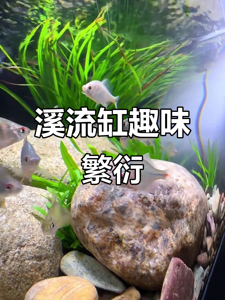 动手造个溪流缸,鳑鲏鱼繁殖超有趣!
