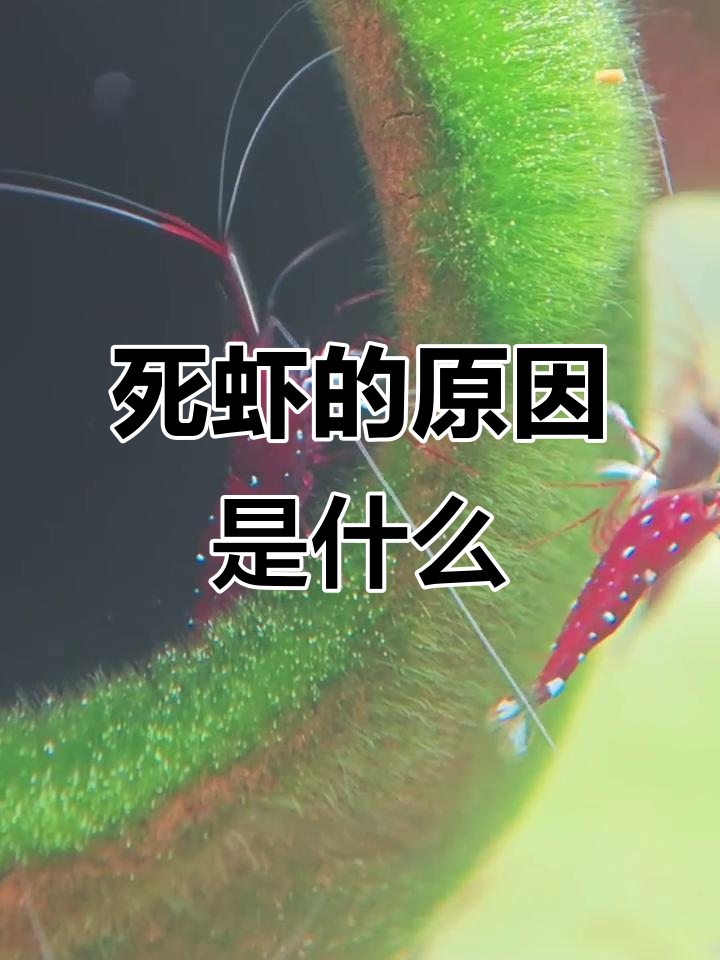 观赏虾死亡原因分析:水质问题还是寿命到头?
