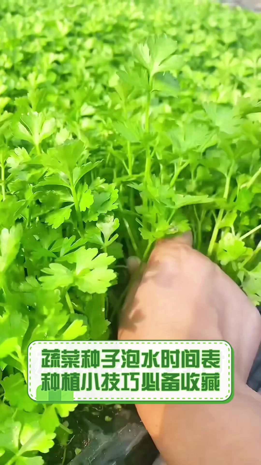 蔬菜种子泡水时间表,种植小技巧必备收藏