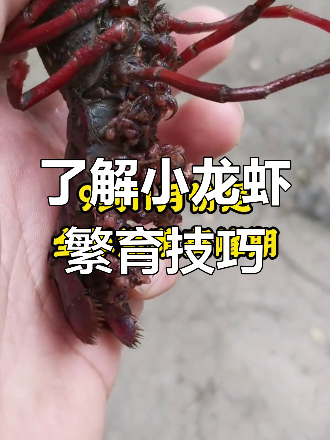 小龙虾繁殖习性揭秘:如何提高抱卵量与产卵效率