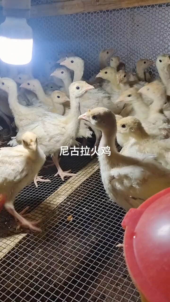 火鸡多少钱一只?贝蒂娜火鸡 青铜火鸡