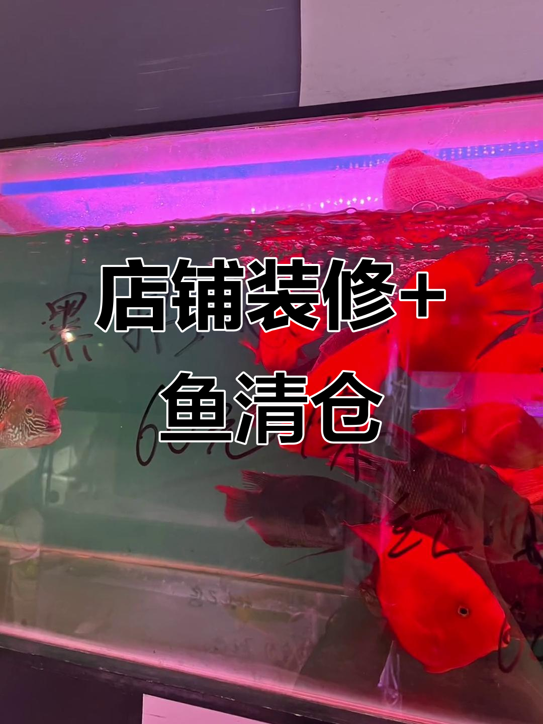 店面装修升级,鱼清仓大甩卖!
