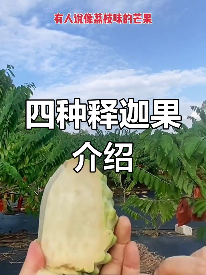 释迦果的四种品种,你吃过几种?