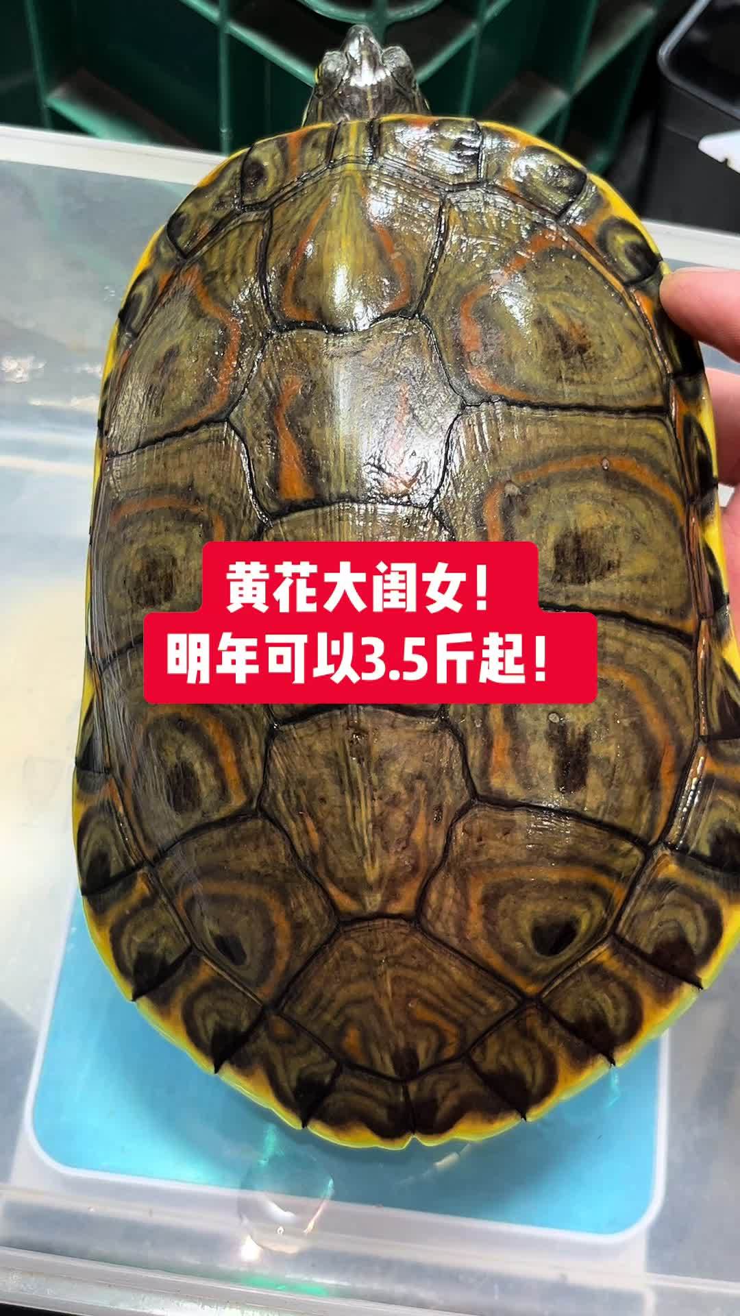 大河甜甜圈龟 养龟日常 大河甜甜圈母龟!没交配过!超级纯的黄花大闺女!