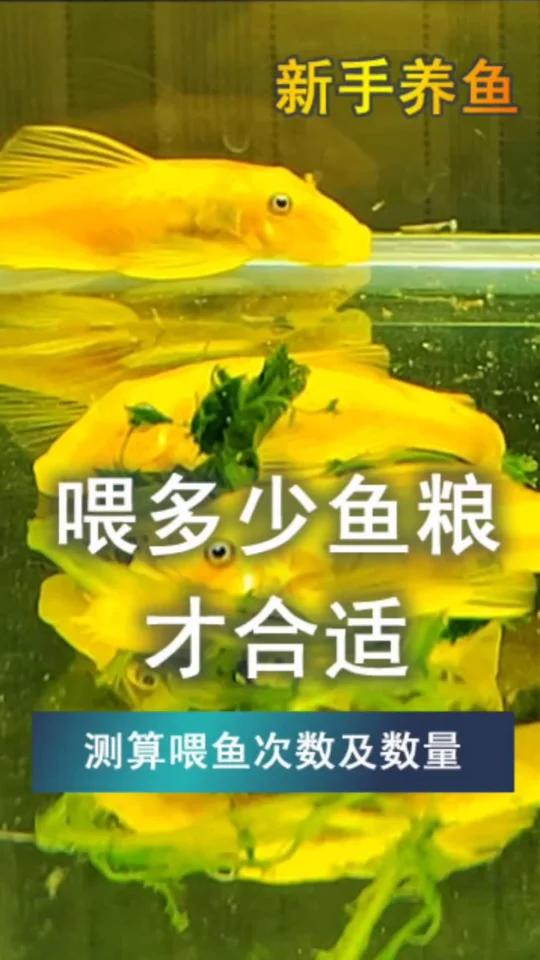 新手养鱼,喂多少合适,多久喂一次,才不死