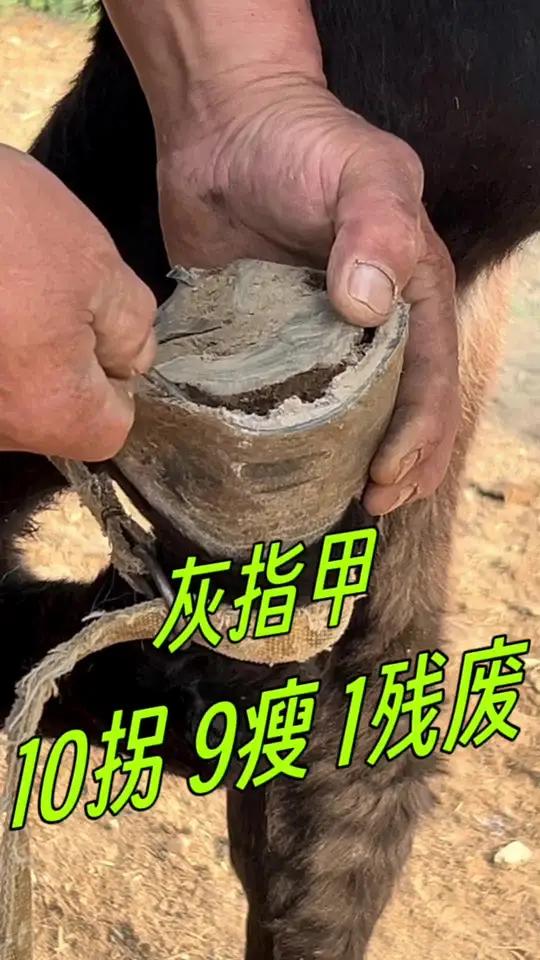 十拐九瘦一残废!拐驴疼痛竟是灰指甲在作祟,一扎入二寸!十拐九瘦一残废!拐驴疼痛竟是灰指甲在