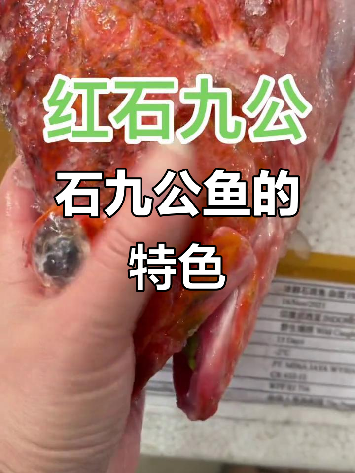 石九公鱼体型独特,生长缓慢,最大可达半斤左右