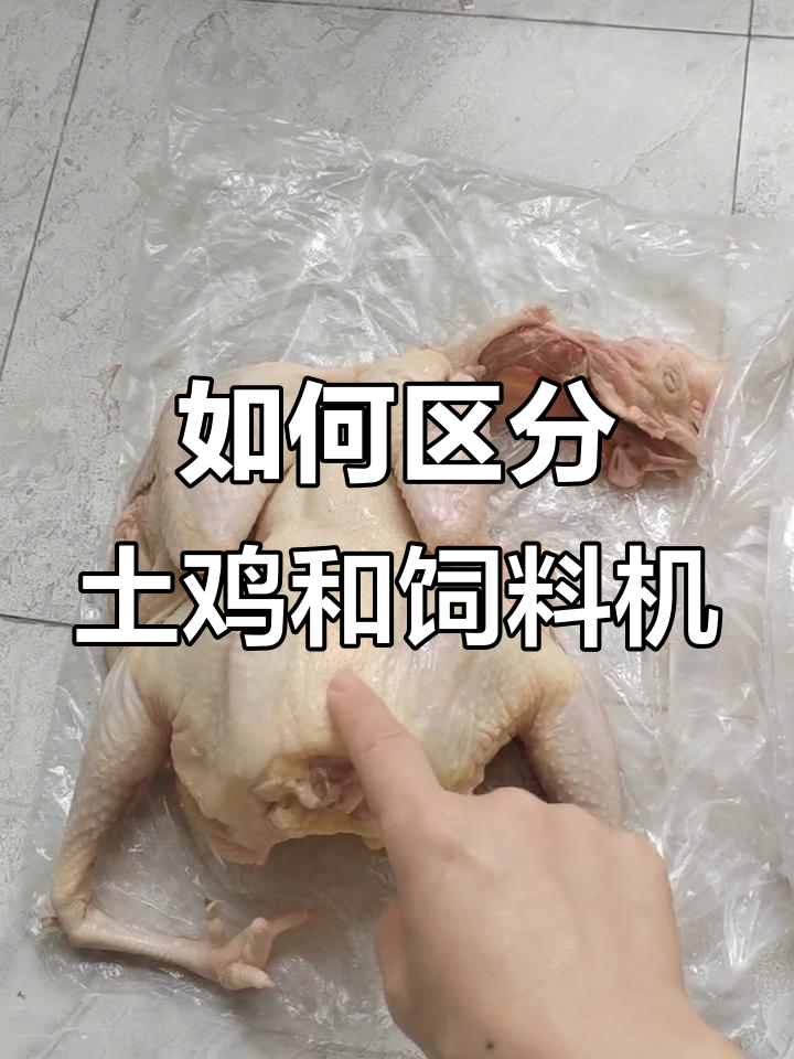 土鸡与饲料机区别大揭秘:从油色到表皮一一看出来