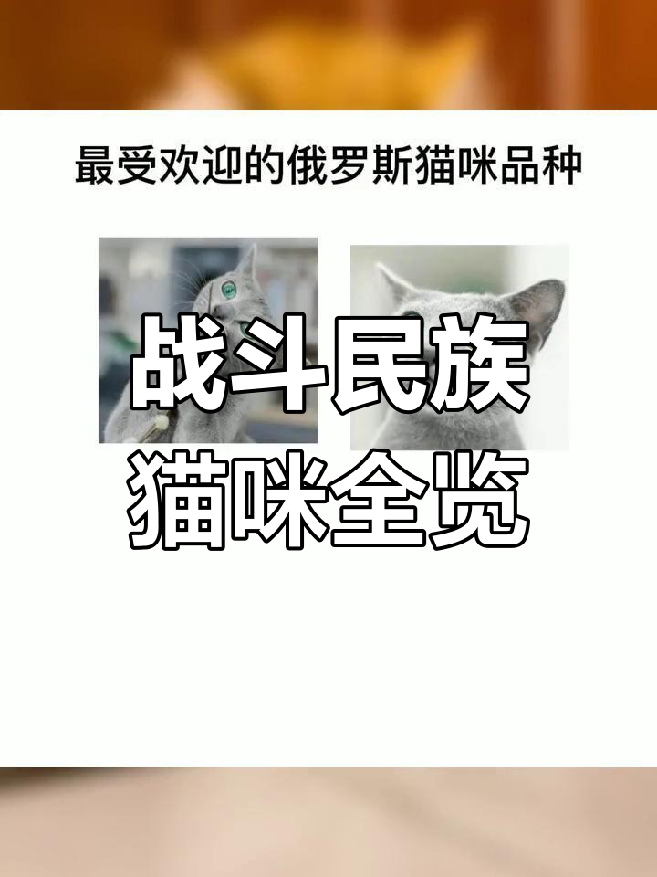 俄罗斯猫咪品种大揭秘:从蓝猫到无毛豹,你了解吗?