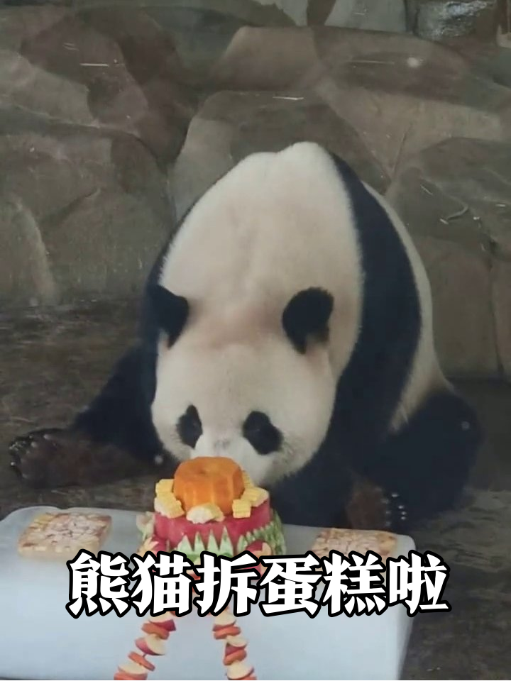 熊猫过生日拆蛋糕，先把南瓜“帽子”啃了再说！