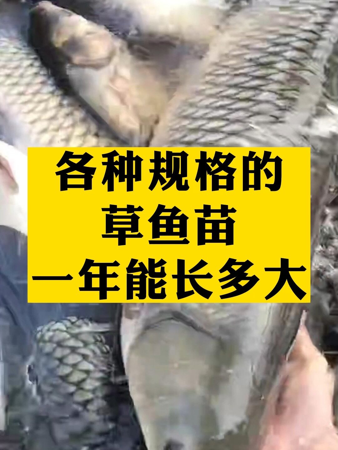 各种规格的草鱼苗你知道能长多大吗?
