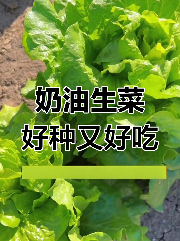 奶油生菜,脆嫩甘甜,阳台种植轻松上手