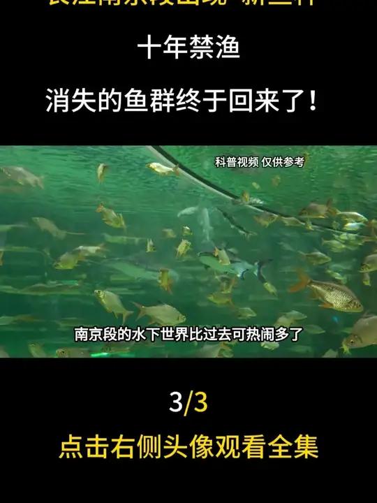 长江南京段出现“新鱼种”，十年禁渔，消失的鱼群终于回来了！