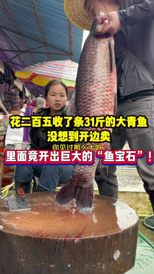 花二百五收31斤大青鱼，开边竟开出巨大鱼宝石
