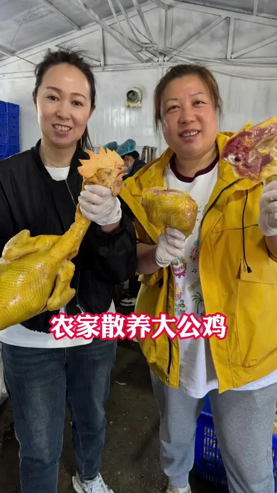 东北散养大红公鸡看着真诱人!