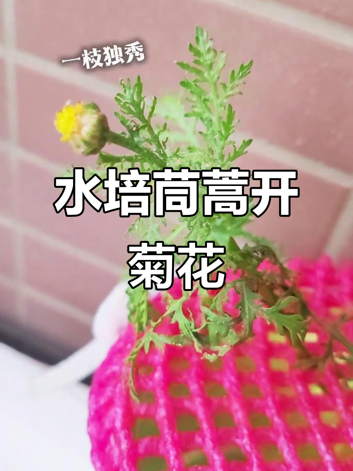 茼蒿竟然能开花,水培方法揭秘
