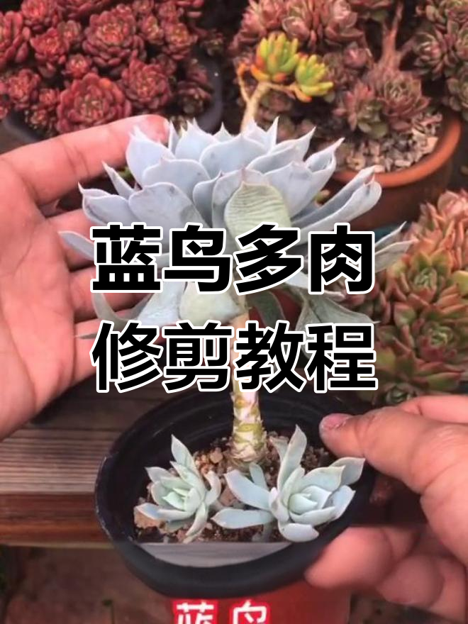 多肉蓝鸟养护技巧:解决穿裙子问题