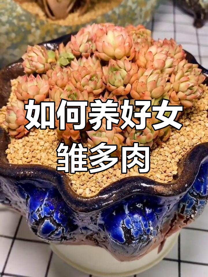 女雏多肉养护全攻略:从浇水到光照,轻松掌握