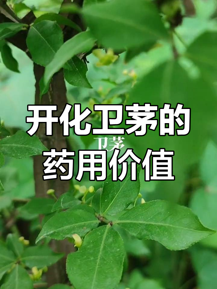 探秘开化本地植物卫茅:中药鬼见鱼的花与功效