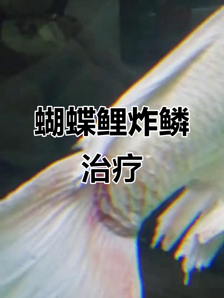 蝴蝶鲤尾巴充血炸鳞怎么办?快速治疗方法揭秘