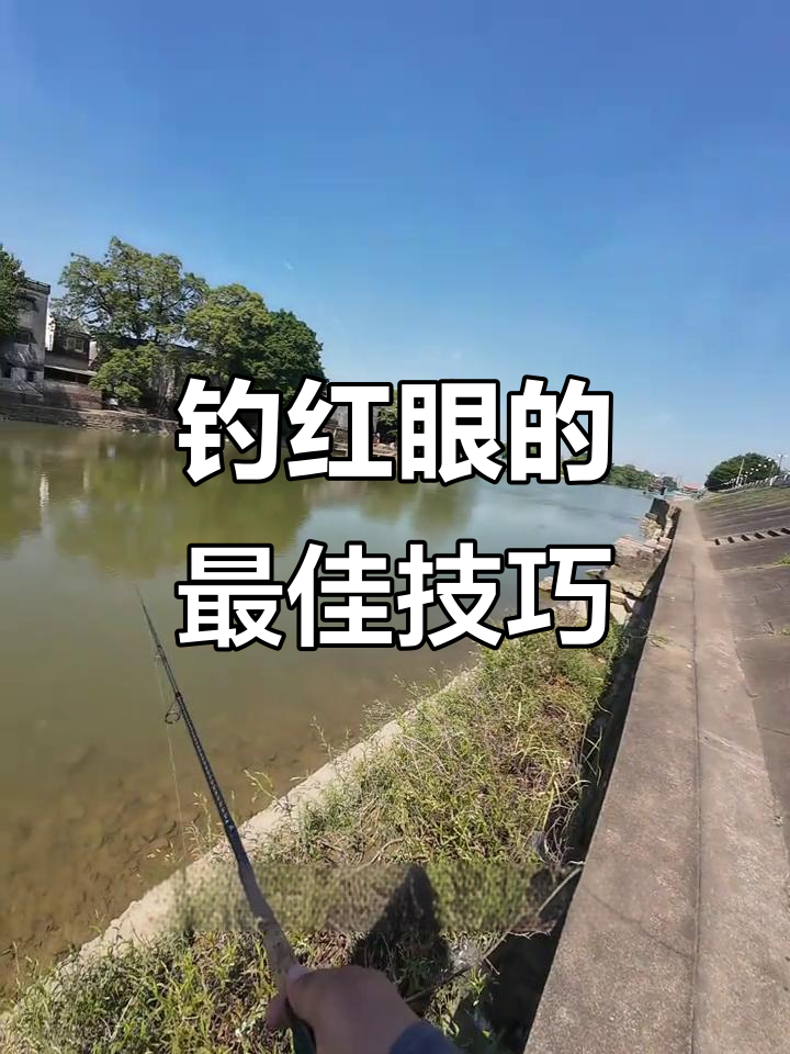 红眼鱼钓法全解析:如何选择饵料与时机