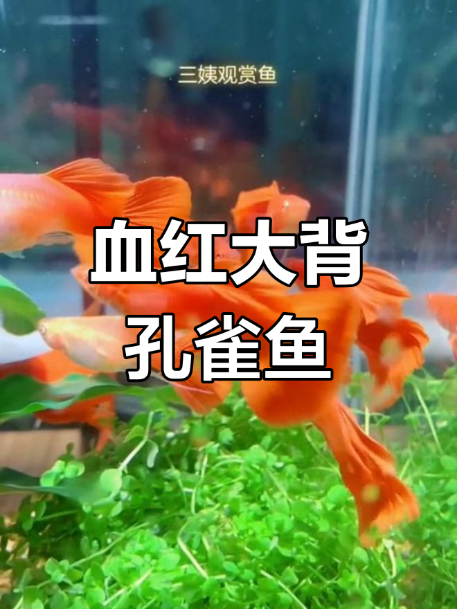 台湾改良血红大背孔雀鱼,游动更吸引眼球