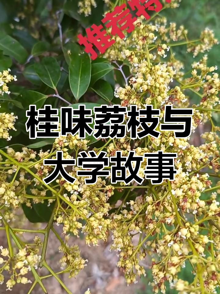 桂味荔枝的美丽文化与大学生活