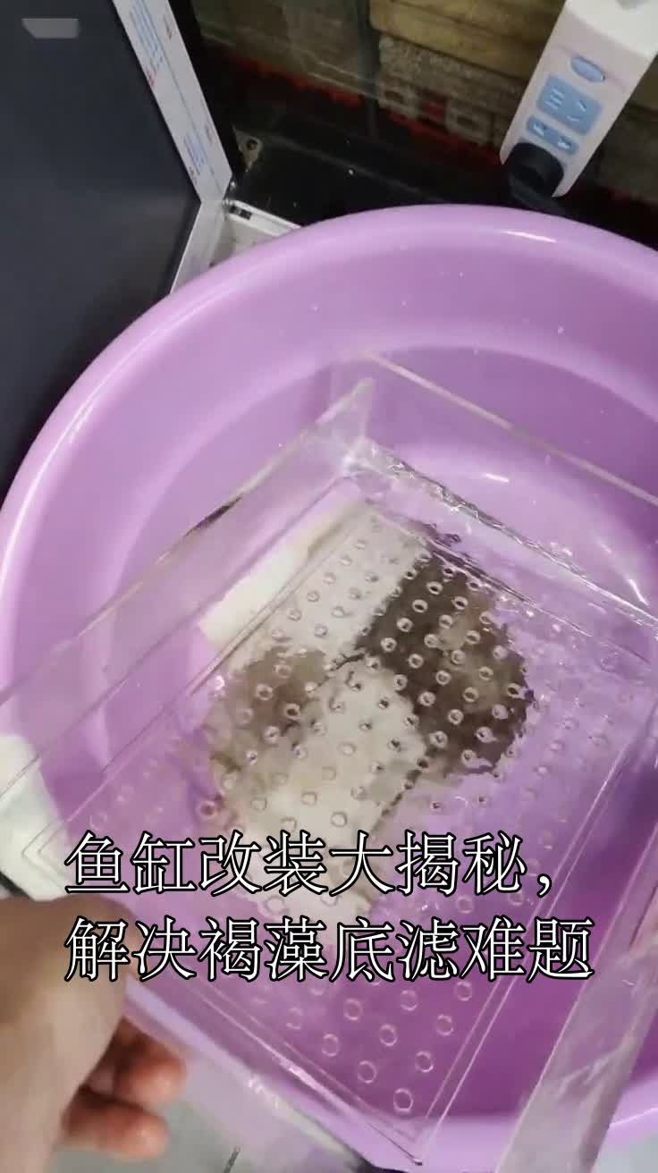 鱼缸改装大揭秘,解决褐藻底滤难题