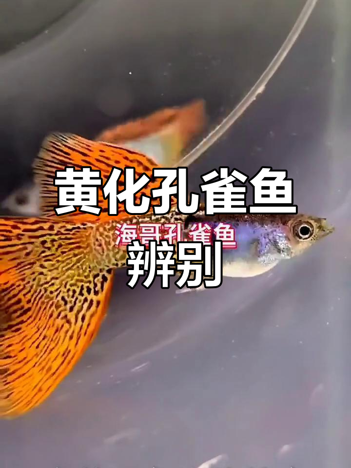 孔雀鱼黄化与白子区别，如何分辨野生色与非野生
