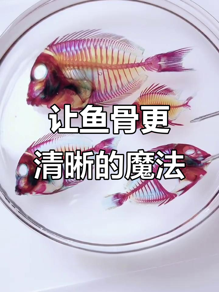 神奇染色法让鱼肉变透明，骨骼清晰可见