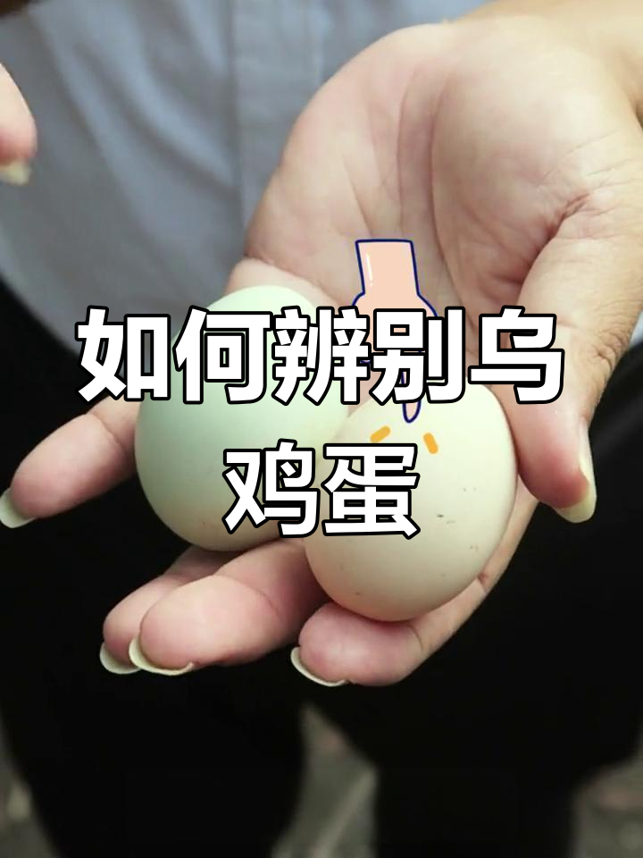 乌鸡蛋与普通蛋的区别解析