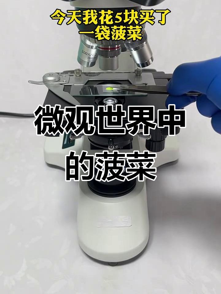 显微镜下看菠菜,竟然是这样的!