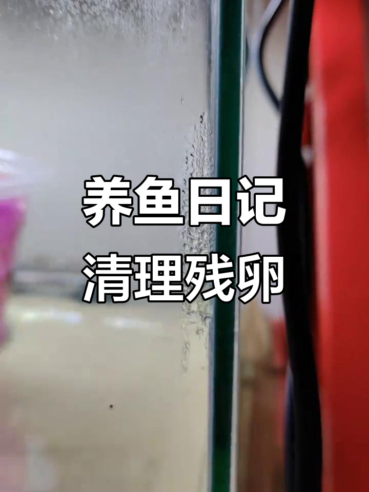 虎皮鱼卵孵化全程记录,残卵清理与水质管理